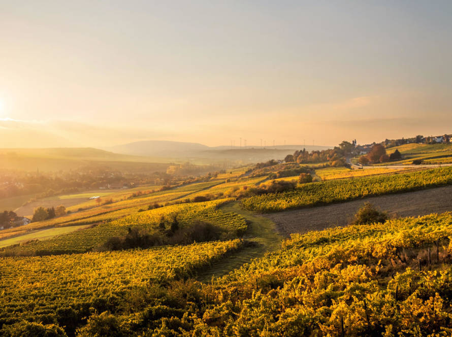 Clos des vignes d'or