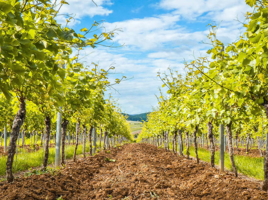 Clos des vignes d'or
