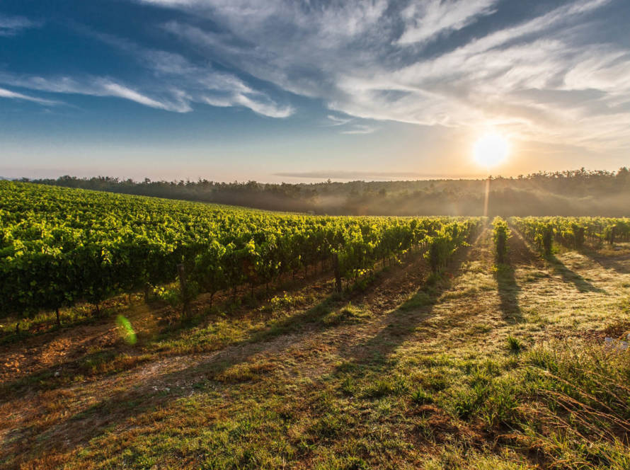 Clos des vignes d'or