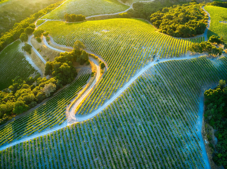 Clos des vignes d'or